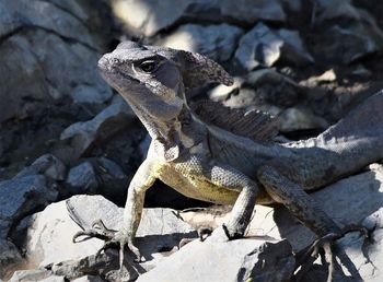 Close-up of lizard on rock