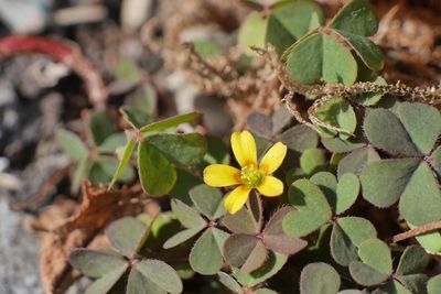 Close-up of yellow flowers growing on plant