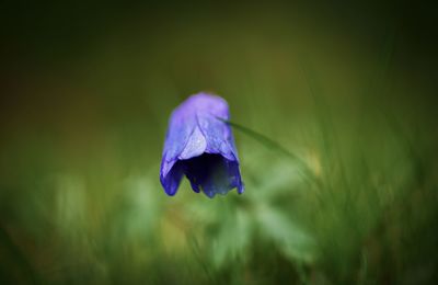Close-up of purple iris flower