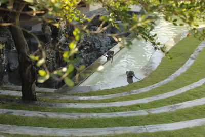 High angle view of birds in water