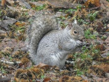 High angle view of squirrel on field