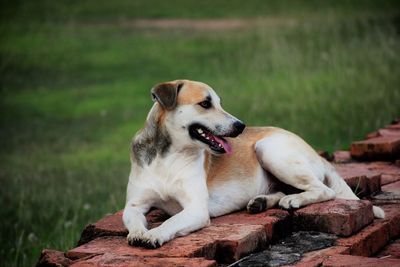 Dog looking away while sitting on land