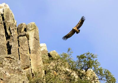 Low angle view of eagle flying against sky