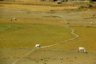 View of sheep grazing in a field