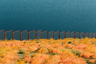 High angle view of plants during autumn