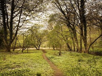 Trees growing on field