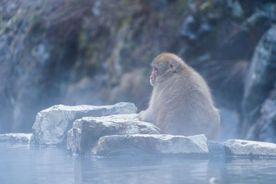 Monkey looking away on rock