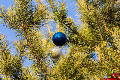 Close-up of tree against blue sky