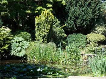 Scenic view of lake in forest