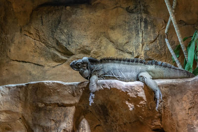 Close-up of lizard on rock