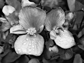 Close-up of flowers blooming outdoors