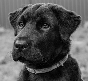 Close-up portrait of dog