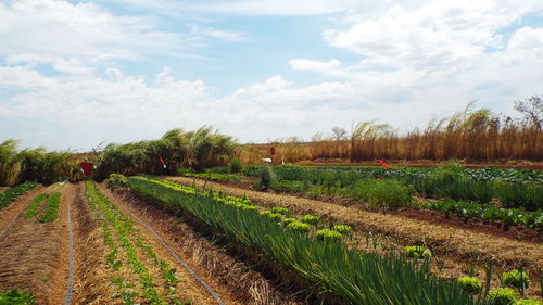 Scenic view of agricultural field against sky