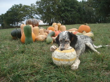 Dog playing with soccer ball by pumpkins on grassy field