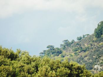 Trees in forest against sky