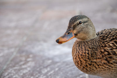 Close-up of mallard duck