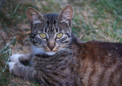 Close-up portrait of cat
