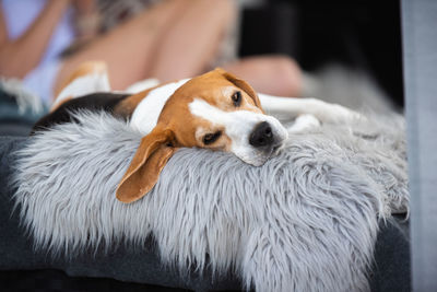 Portrait of adult male beagle dog sleeping outdoors on sofa