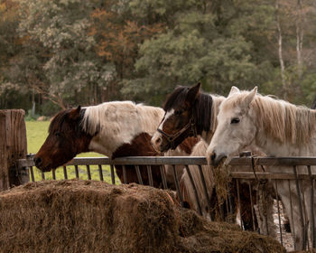 Sheep standing in a farm