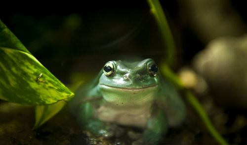 Close-up of frog