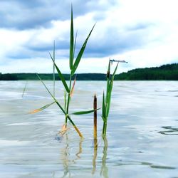 Close-up of plants growing in lake against sky