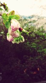 Close-up of pink flowers on tree