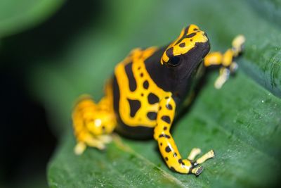 Close-up of poison arrow frog on wet leaf