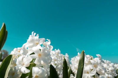 Close-up of white flowering plants against blue sky