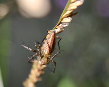 Close-up of insect on plant