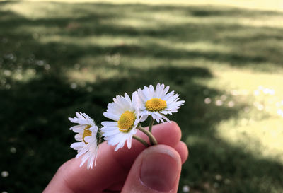 Close-up of hand holding yellow flower