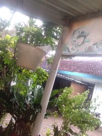 Low angle view of trees seen through window