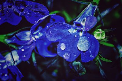 Close-up of wet blue flower