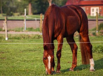 Horse standing on field 