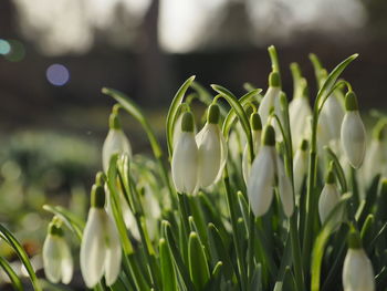 Close-up of white flowering plants