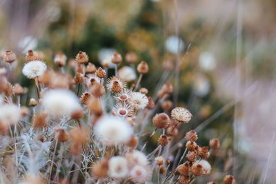 Close-up of flowering plants on field