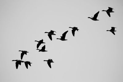 Low angle view of birds flying in sky