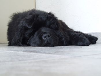 Close-up of black dog relaxing on floor