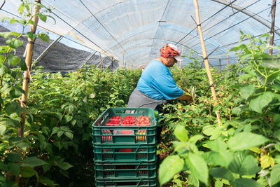Side view adult female farmer standing in greenhouse and collecting ripe raspberries from bushes during harvesting process
