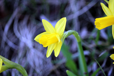 Close-up of yellow daffodil flower