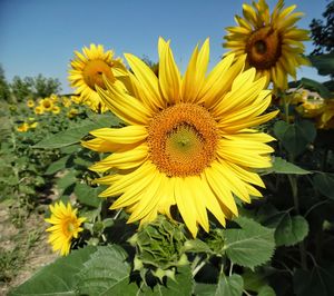 Close-up of yellow sunflower