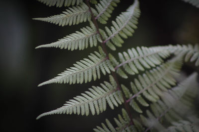 Close-up of fern leaves