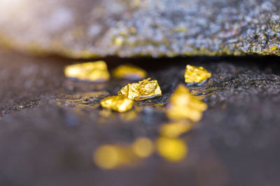 Close-up of yellow leaf on rock