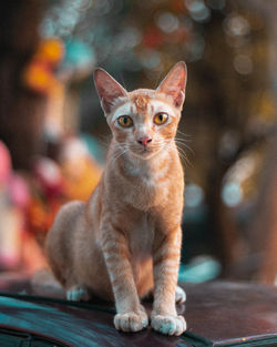 Portrait of cat sitting outdoors