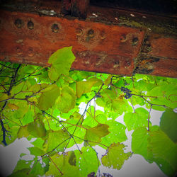 Low angle view of leaves floating on water