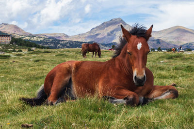 Horses in a mountain field