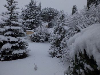 Snow covered trees against sky