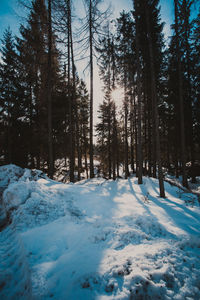 Trees on snow covered land against sky