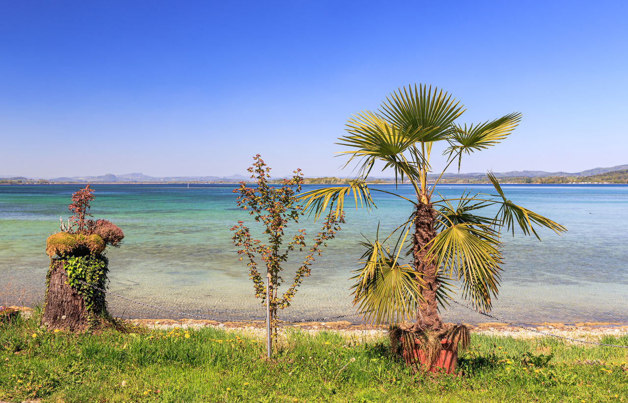 water, sea, sky, land, plant, nature, beach, shore, coast, palm tree, tropical climate, ocean, tree, scenics - nature, beauty in nature, vacation, tranquility, clear sky, body of water, travel destinations, travel, tranquil scene, blue, horizon over water, environment, day, landscape, horizon, sunny, bay, outdoors, holiday, sunlight, trip, grass, sand, no people, coconut palm tree, idyllic, tourism, flower, tropics, coastline, natural environment, island, non-urban scene