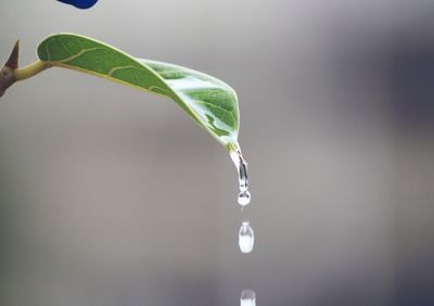 Close-up of water drop on leaf