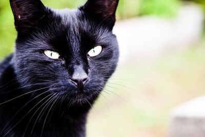 Close-up portrait of a cat